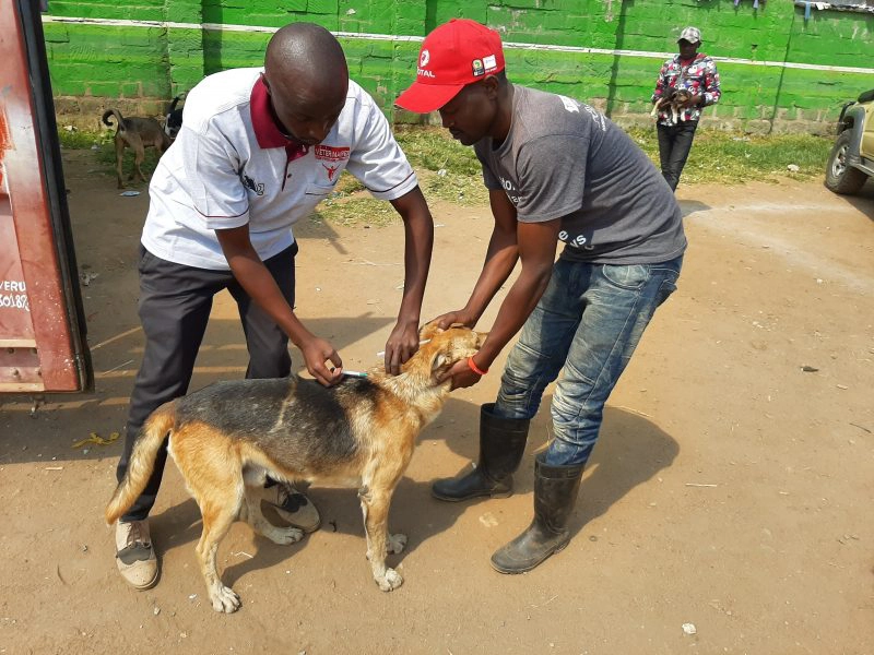 Vaccinatie hond tegen hondsdolheid