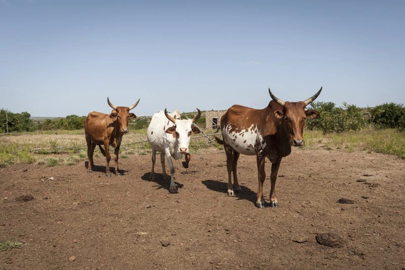 veehouderij en klimaatverandering