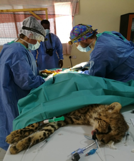 Cheetah operatie