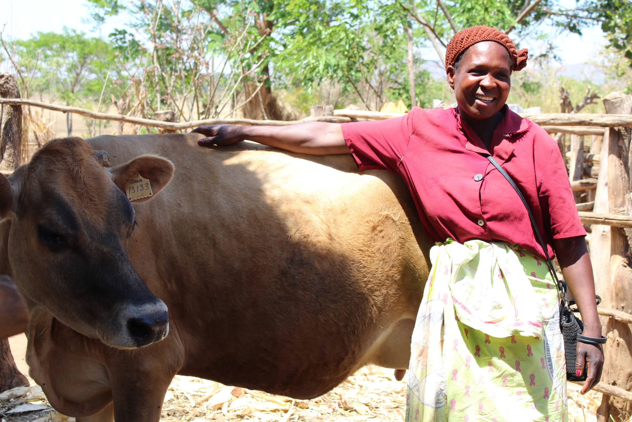 Koe, melk, Malawi, Afrikaanse vrouw