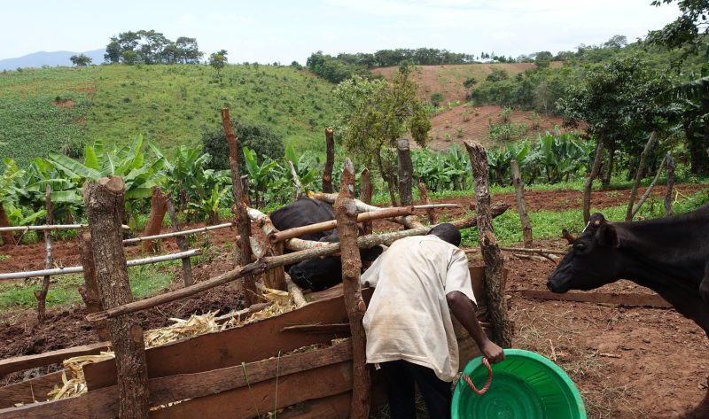 Boer die zijn dieren (vee) voer geeft in Malawi